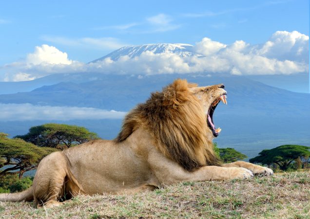 safari keňa, safari amboseli, sloni amboseli, výhled kilimanjaro, zájezd keňa, zájezd safari, keňa moře, diani beach keňa