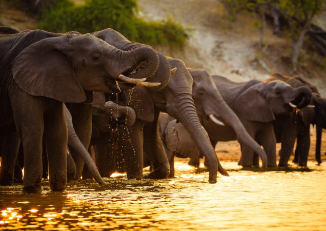 slon, Chobe, safari botswana, poznávací zájezd botswana, zájezd botswana, národní park Chobe