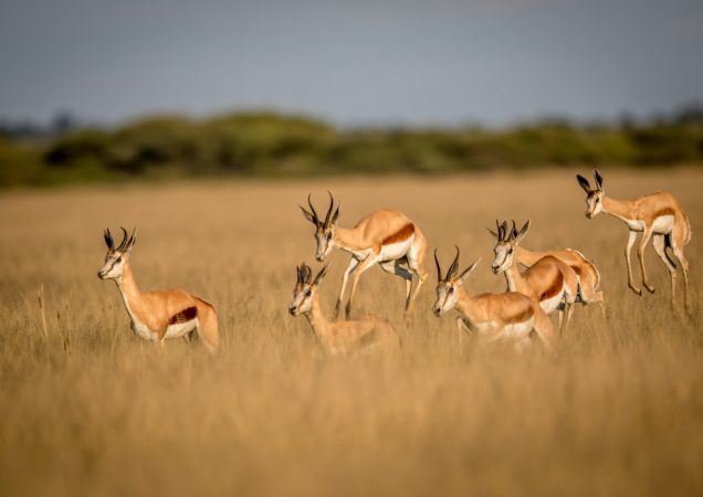 antilopa, Kalahari, safari botswana, poznávací zájezd botswana, zájezd botswana