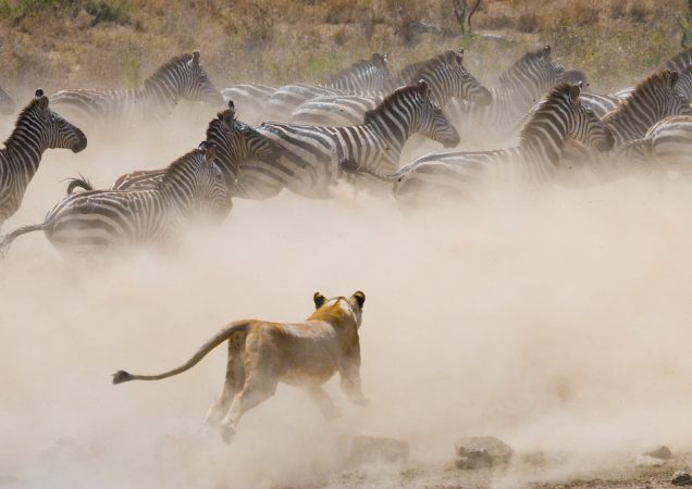 safari keňa, masai mara, velká migrace masai mara, velká migrace keňa, zájezd keňa, zájezd safari, safari afrika, dovolená safari