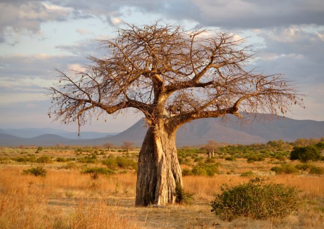 safari ruaha, zájezd tanzanie, safari tanzanie, zájezd safari, poznávací zájezd tanzanie, safari tanzanie, np ruaha