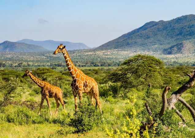safari keňa, samburu keňa, zájezd safari, zájezd keňa, dovolená keňa, samburu safari, samburu zájezd