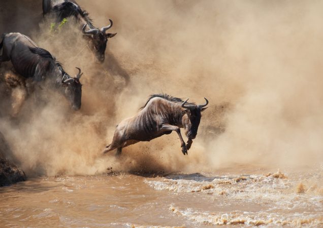 safari serengeti, velká migrace tanzanie, zájezd tanzanie, safari tanzanie, zájezd safari, velká migrace serengeti,