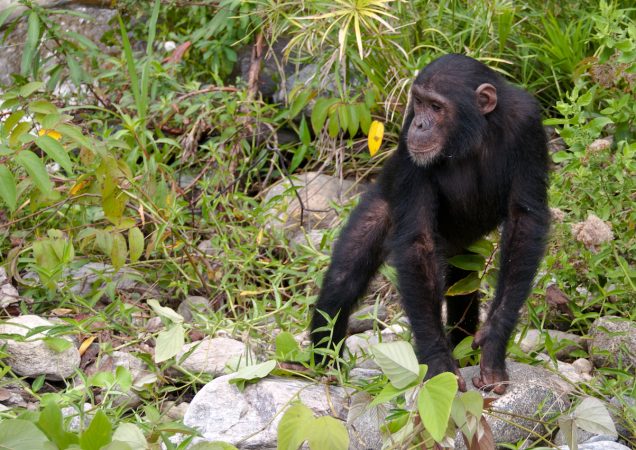 stopování šimpanzů, jezero tanganika, zájezd tanzanie, safari tanzanie, poznávací zájezd safari, šimpanzi mahale