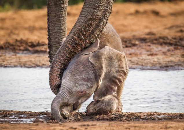 zájezd jihoafrická republika, poznávací zájezd na safari, safari NP Addo Elephant, safari, sloni, addo elephant safari