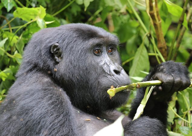 poznávací zájezd uganda, zájezd uganda, treky, hory, horské gorily, trek za gorilami, prales, bwindi, uganda gorily