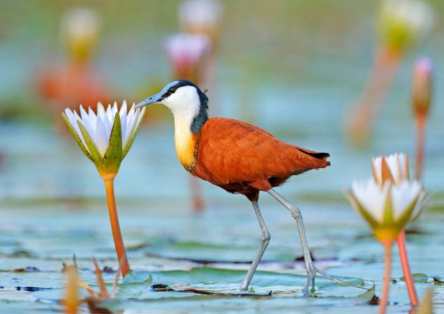 ptáci, delta Okavango, safari botswana, poznávací zájezd botswana, zájezd botswana, ornitologie