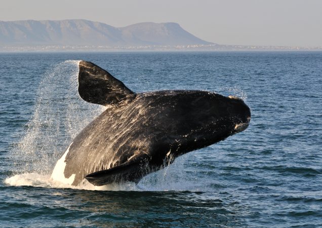Hermanus, pozorování velryb, velryby jižní Afrika, poznávací zájezd jihoafrická republika, zájezd jihoafrická republika