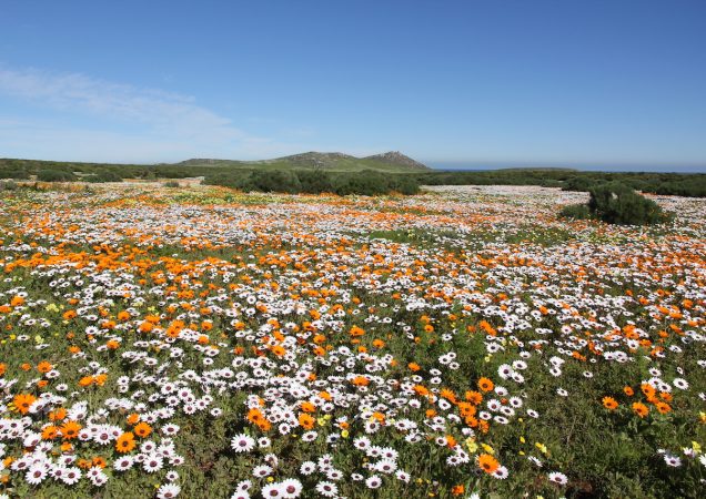 Kalahari, rozkvetlá poušť, přímorožec, poznávací zájezd jihoafrická republika, zájezd jihoafrická republika, safari kalahari, namaquland jižní afrika