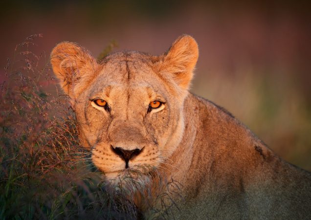 zájezd jihoafrická republika, safari jihoafrická republika, safari botswana, safari Kgalagadi, safari lev, zájezd jižní afrika
