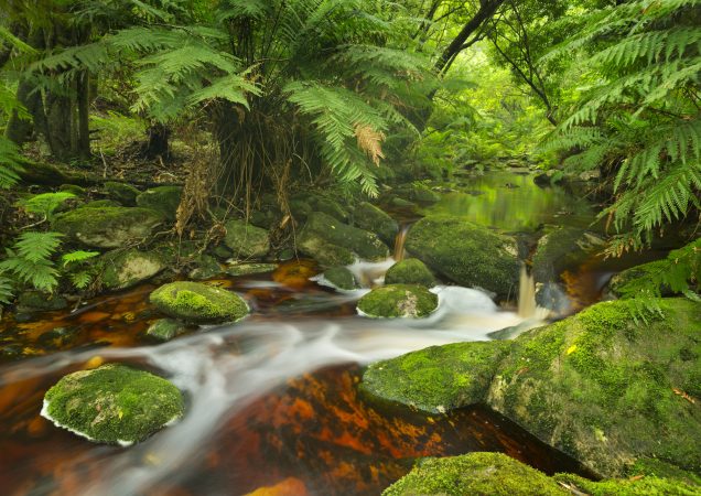 knysna forest přírodní rezervace, knysna, garden route, poznávací zájezd jihoafrická republika, zájezd jihoafrická republika