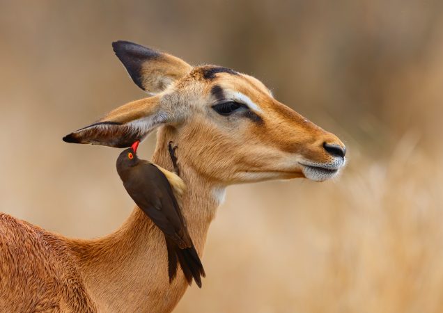 impala, Kruger, Krugerův národní park, safari kruger, poznávací zájezd jihoafrická republika, zájezd jihoafrická republika