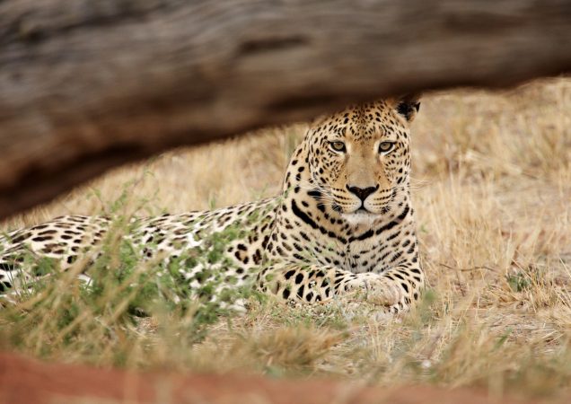 okonjima namibie, levhart namibie, levhart okonjima, zájezd namibie, poznávací zájezd namibie, self-drive namibie, safari namibie