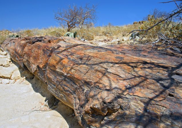 Zkamenělý les namibie, Petrified Forest namibie, zájezd namibie, poznávací zájezd namibie, self-drive namibie, safari namibie