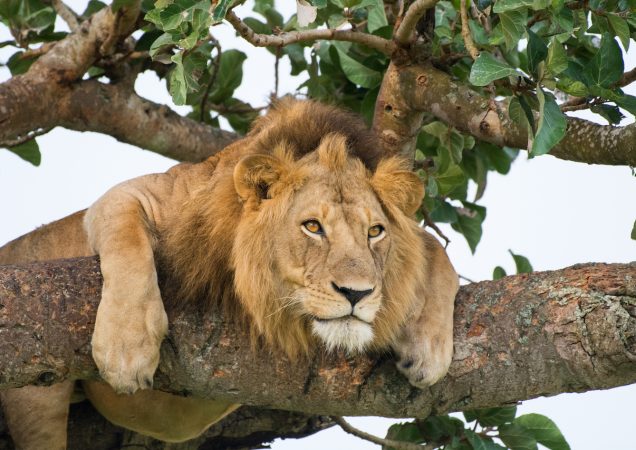 poznávací zájezd uganda, zájezd uganda, safari, lev, velká pětka, národní park Queen Elizabeth