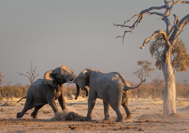 Slon, Savuti, safari botswana, poznávací zájezd botswana, zájezd botswana, velká pětka