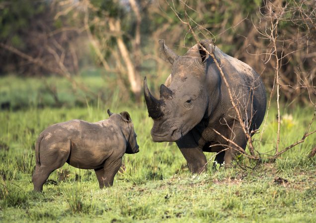 uganda, stopování nosorožců, safari v ugandě, CK Leones, zájezd uganda