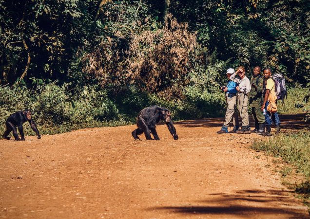 poznávací zájezd uganda, zájezd uganda, kibale, šimpanzi, opice, safari, safari uganda