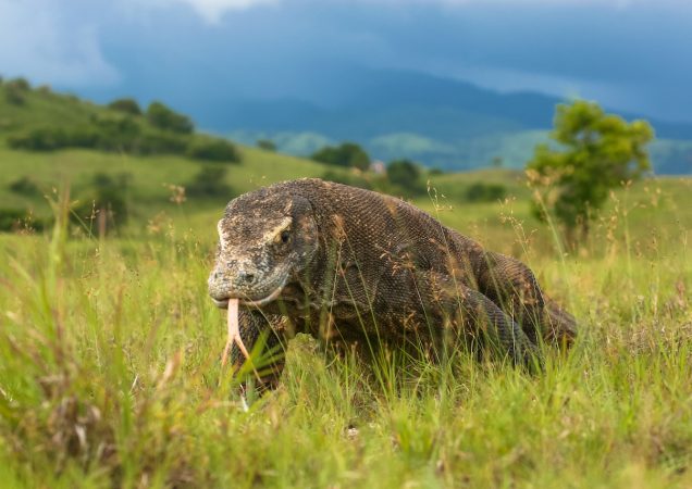 varani na komodu, varani komodo, NP Komodo