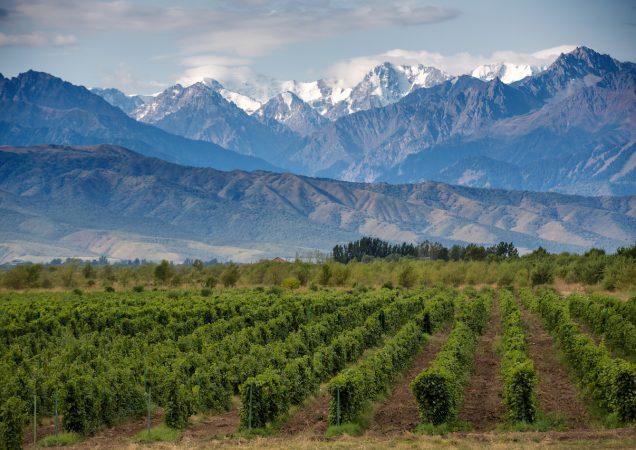 vinice v argentině, mendoza