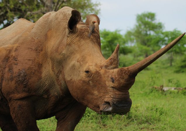Hluhluwe-iMfolozi, nosorožec Hluhluwe-iMfolozi, safari nosorožec