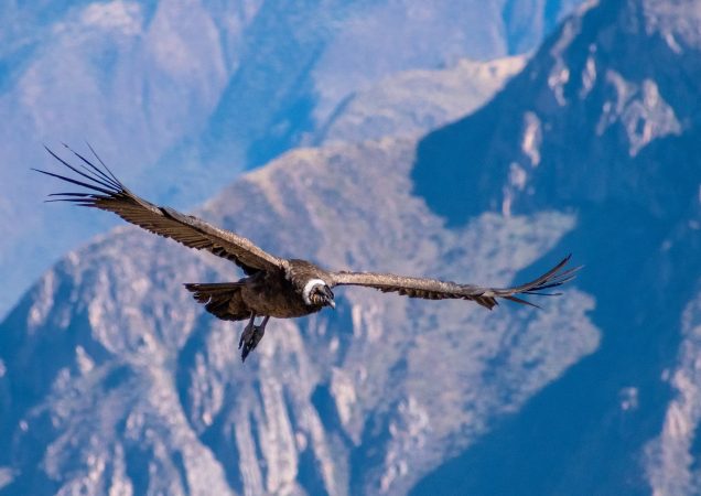 kaňon colca peru, kondor peru, pozorování kondorů