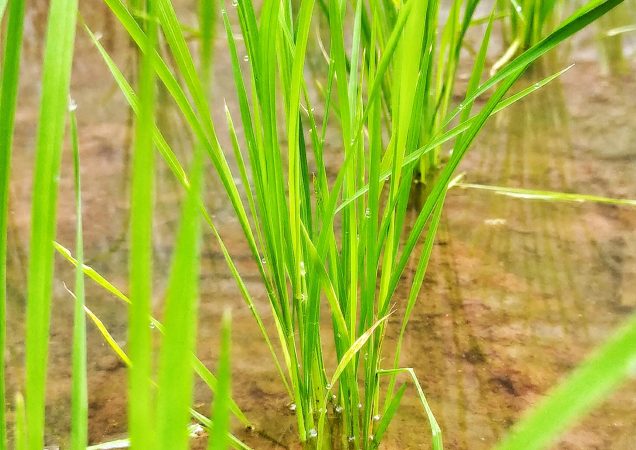 den s farmářem, pěstování rýže, rýžová farma vietnam
