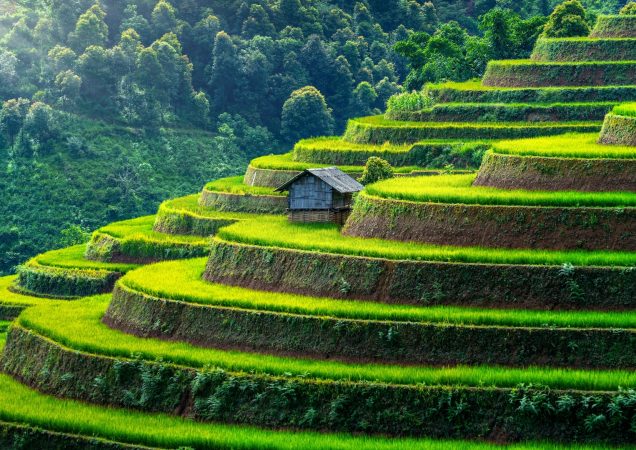 vietnam, rýžové terasy, rýžové terasy v Mu cang chai